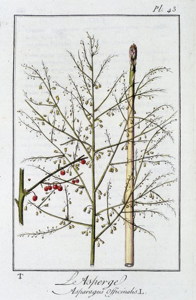 Der Spargel (Asparagus officinalis) - in „Übungen der Botanik für Kaufleute“, verfasst von J.C. Philibert, Druckerei Crapelet, Paris von Unknown artist