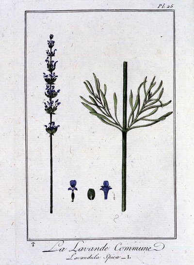 Der Gemeine Lavendel (Lavandula spica) - in „Übungen der Botanik für Händler“, verfasst von J.C. Philibert, Druckerei Crapelet, Paris von Unknown artist