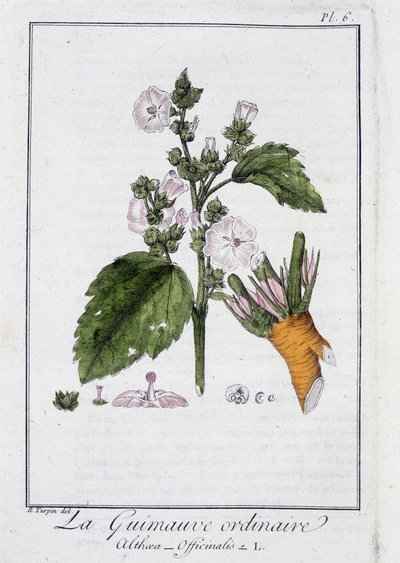 Die gewöhnliche Eibisch (Althaea Officinalis) - in „Übungen der Botanik für den Gebrauch der Händler“, geschrieben von J.C. Philibert, Druckerei Crapelet, Paris von Unknown artist