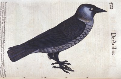 Die Dohle in Historia Animalium von Conrad Gesner (1516 - 1565), Tiguri von Unknown artist