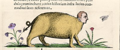 Die Manticore - in „Über die Natur der Monster und ihre Ursachen“ von Fortunio Liceti von Unknown artist