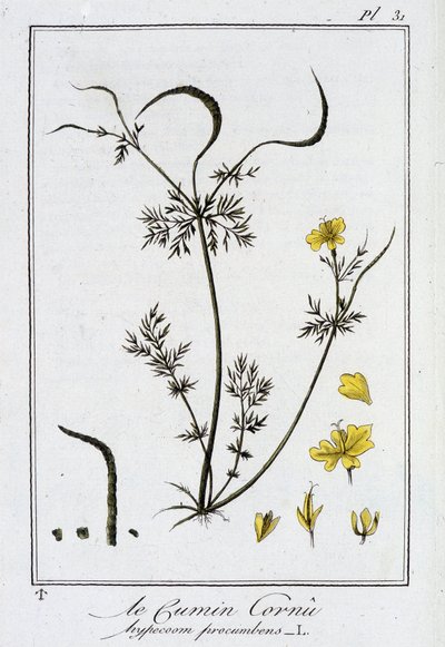Der Hornklee (Hypecoom procumbens) - in „Übungen der Botanik für den Gebrauch der Händler“, geschrieben von J.C. Philibert, Druckerei Crapelet, Paris von Unknown artist