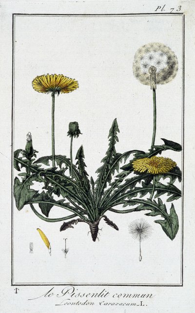 Der gewöhnliche Löwenzahn (Leontodon caraxacum) - in „Übungen der Botanik für den Gebrauch der Händler“, geschrieben von J.C. Philibert, Druckerei Crapelet, Paris von Unknown artist