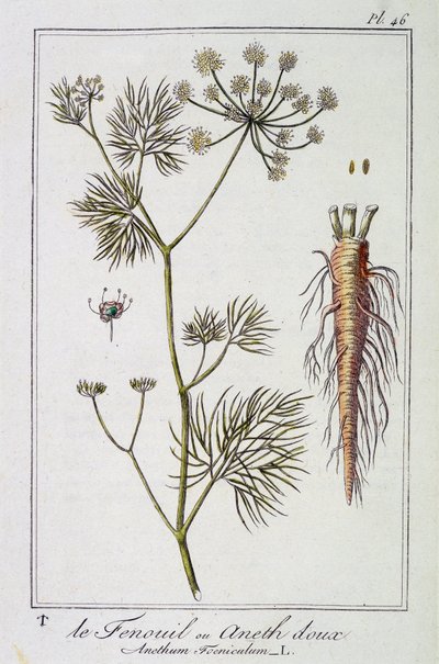 Der Fenchel oder Dill (Anethum Foeniculum) - in „Botanikübungen für Kaufleute“, verfasst von J.C. Philibert, Druckerei Crapelet, Paris von Unknown artist