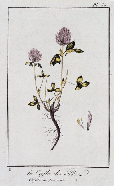 Der Wiesenklee (Trifolium pratense) - in „Übungen der Botanik für den Gebrauch der Händler“, geschrieben von J.C. Philibert, Druckerei Crapelet, Paris von Unknown artist