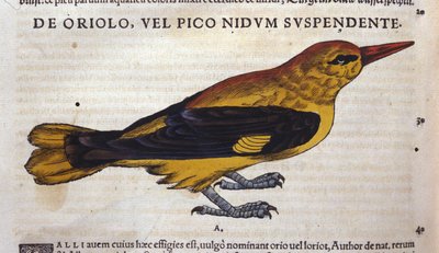 Der Specht in Historia Animalium von Conrad Gesner (1516 - 1565), Tiguri von Unknown artist