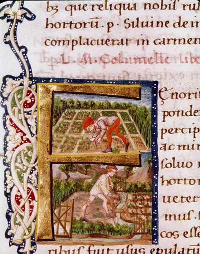 Lettrine F aus dem Kapitel über Gartenbau: Szenen des Pflügens und der Bewässerung. Miniatur aus „De re rustica“ von dem Agronomen Lucius Iunius Moderatus Columella (1. Jahrhundert) (Ms.E-39). 15. Jahrhundert. Rom, Biblioteca Vallicelliana von Unknown artist