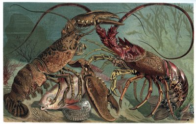 Hummer und Languste - Homarus und europäische Languste - Gravur aus „Brehms Tierleben“ von Alfred Edmund Brehm (1829-1884) von Unknown artist
