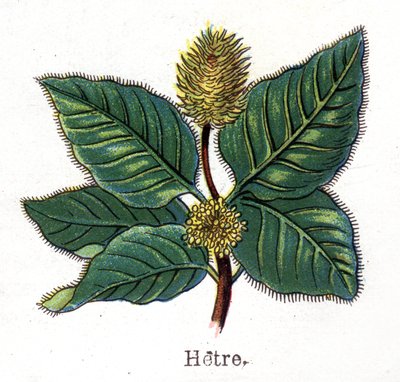 Medizinische und essbare botanische Pflanzen: Buche. Gravur in „Die natürliche Medikation“ von Friedrich Eduard Bilz (1842-1922) von Unknown artist