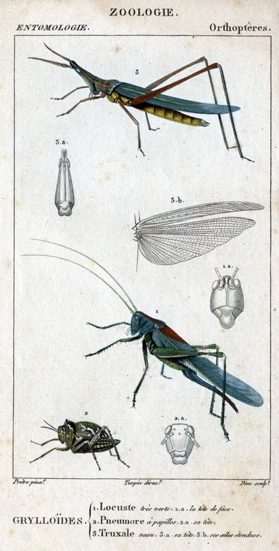 Naturgeschichtstafel. Entomologie. Familie der Orthopteren. Grylloides: 1. Sehr grüne Heuschrecke. 1.a. der vordere Kopf; 2. Pneumore hat Geschmacksknospen; 2.a. sein Kopf; 3. Nasu truxal; 3.a. Kopf; 3.b. ausgebreitete Flügel von Unknown artist