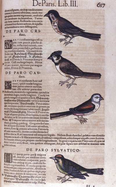 Sperlingsvögel in Historia Animalium von Conrad Gesner (1516 - 1565), Tiguri von Unknown artist