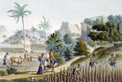 Reis pflanzen und ernten auf der Insel Guam (Mikronesien) von Unknown artist