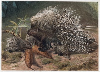 Stachelschwein mit Kamm - Das Kammstachelschwein (Hystrix cristata) - Gravur aus „Brehms Tierleben“ von Alfred Edmund Brehm (1829-1884) von Unknown artist