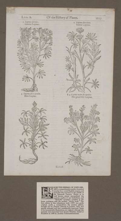 Gedruckte Seite 1217 aus 