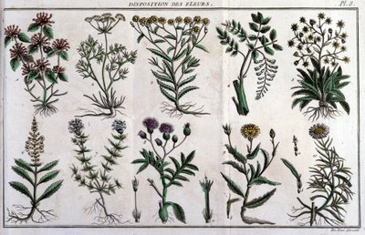 Vorräte von Blumen: in „Flora Françoise, oder eine kurze Beschreibung aller Pflanzen, die natürlich in Frankreich wachsen, geordnet nach einer neuen Analysemethode, an die wir die Angabe ihrer am wenigsten zweideutigen Tugenden in der Medizin und ihrer Nüt von Unknown artist