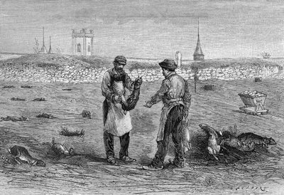 Kaninchenleichen, getötet durch das Cholera-Mikrobenexperiment von Mme Witwe Pommery in der Champagne. (Nach einem Foto von Herrn Trompette und Informationen von Herrn L. Pommery). Gravur in „La Nature: revue des sciences et de leurs applications aux ar von Unknown artist