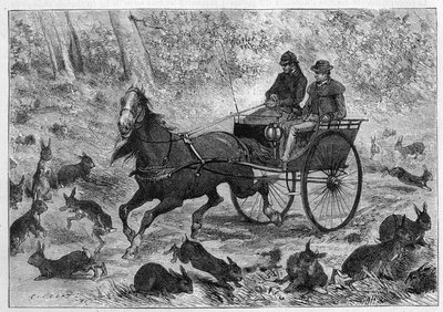 Kaninchenüberbevölkerung in Australien: Herr Williamsons Wagen fährt durch eine Menge Kaninchen. Gravur in „La Nature: revue des sciences et de leurs applications aux arts et à l