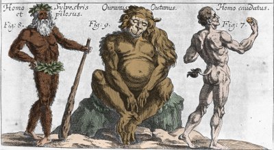 Darstellungen verschiedener monströser Kreaturen: ein Waldmensch oder haariger Mensch, ein Orang-Utan-Affe (Orang-Utan, Orang-Outang, Orang-Utang) und ein Mann mit einem Schwanz. Tafel aus „Mundi Mirabilis Oeconomia“ von Johann Zahn, sd. 1696. Mailänder von Unknown artist