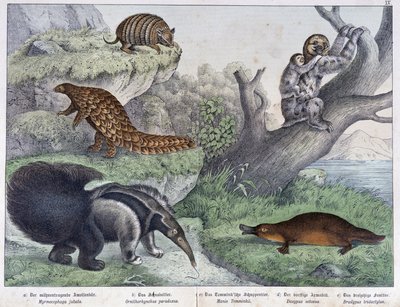 Nagetiere: Gürteltier, Faultier, Ameisenbär - in „Naturgeschichten der Säugetiere“, ed. Schreiber von Unknown artist