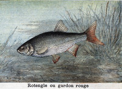 Rotengle oder Rotfeder Gravur von 1898 von Unknown artist