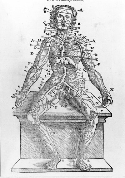 Schnitt eines menschlichen Körpers aus W. H. Ryffs Anatomische Beschreibung aller Teile des menschlichen Körpers, gedruckt in Paris im Jahr 1545 von Unknown artist