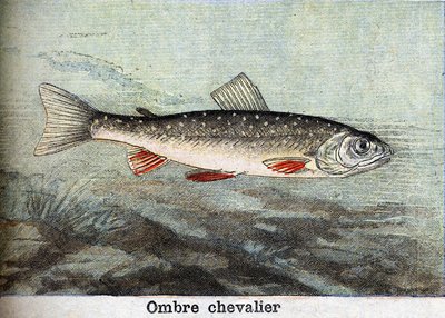 Schattenritter Gravur von 1898 von Unknown artist