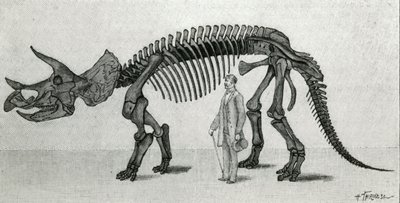 Skelett eines Triceratops prorsus von Unknown artist