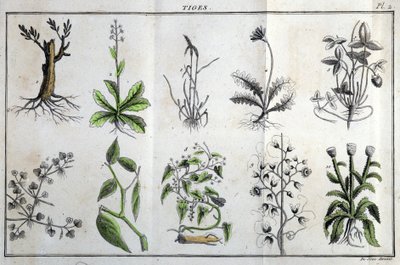 Stängel: in „Flora Françoise, oder eine kurze Beschreibung aller Pflanzen, die natürlich in Frankreich wachsen, geordnet nach einer neuen Analysemethode, mit Angabe ihrer weniger zweideutigen Tugenden in der Medizin und ihrer Nützlichkeit in den Künsten“ v von Unknown artist