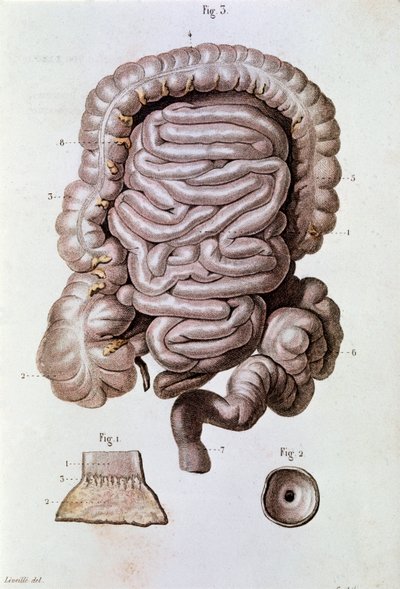 Studie des menschlichen Darms, Zwölffingerdarm und Dünndarm (Gravur) von Unknown artist