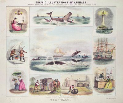 Der Wal, aus Grafische Illustrationen von Tieren, entworfen und graviert von W. Hawkins, veröffentlicht von Thomas Varty von Unknown artist