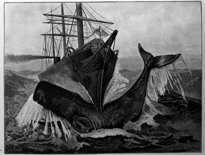 Die Kollision zwischen einem Boot und einem schlafenden Wal von Unknown artist