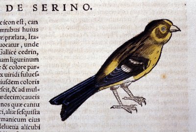 Der Serin nach Historiae animalium von Konrad Gesner, Tiguri von Unknown artist