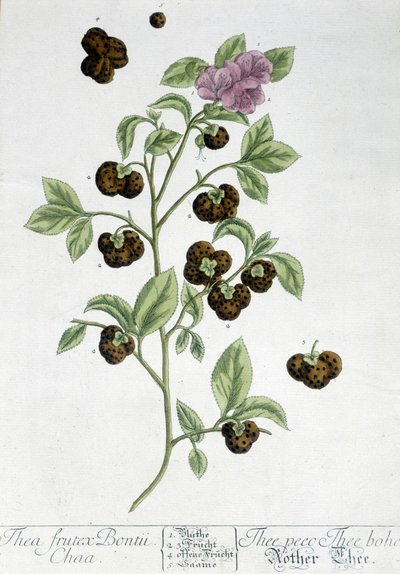 Die Teepflanze Frutex Bontii - botanische Tafel von Unknown artist