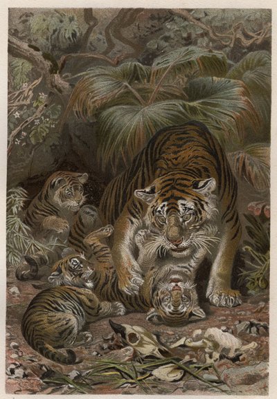 Tiger (Panthera tigris) mit Jungen - Gravur aus 