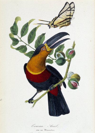 Tukan Ariel auf einem Muskatnussbaum und Schmetterling Protesilas - in „Der Garten der Pflanzen: vollständige historische und malerische Beschreibung des Naturkundemuseums“ von Lamaout, Paris 1843 von Unknown artist