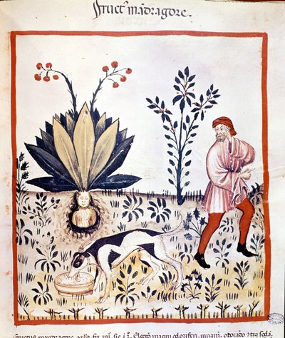 Medizinisches Traktat „Tacuinum sanitatis“ 14. Jahrhundert. Mandragora sammeln. Bibiloteca Nazionale Braidense. Mailand von Unknown artist