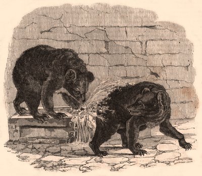 Zwei Bären spielen in einem Trog im Bärenzwinger des Naturhistorischen Museums von Unknown