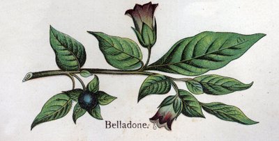 Giftige botanische Pflanzen: Belladonna. Gravur in „Die natürliche Medikation“ von Friedrich Eduard Bilz (1842-1922) von Unknown artist