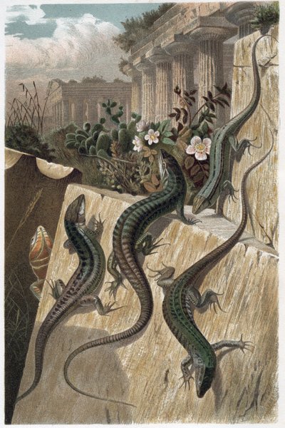 Mauereidechse - Die gemeine Mauereidechse (Podarcis muralis) - Gravur aus „Brehms Tierleben“ von Alfred Edmund Brehm von Unknown artist