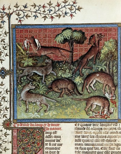 Wir motten den Wolf und seine ganze Natur. Miniatur von Gaston Phoebus (1331-1391) genannt Gaston III Graf von Foix von Unknown artist