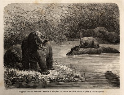 Zambesi-Flusspferd: Weibchen und ihr Junges erfrischen sich im Fluss. Gravur zur Illustration von Dr. Livingstones ersten Reisen nach Südafrika von 1840 bis 1856, in „Le tour du monde, nouveau journal des voyages“ veröffentlicht unter der Leitung von Edoua von Unknown artist