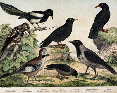 a: Nebelkrähe (Corvus cornix), b: Dohle (Corvus monedula), c: Eichelhäher (Garrulus glandarius), d: Tannenhäher (Nucifraga caryocatactes), e: Alpenkrähe (Pyrrohocorax alpinus), f: Alpenkrähe (Pyrrhocorax pyrrhocorax) - in „Natural History of Birds“, ed. Ho von Unknown artist
