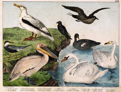a: Flussseeschwalbe (Sterna hirundo), b: Mittlerer Raubmöwe (Stercorarius pomarinus), c: Sturmschwalbe (Thalassidroma pelagica), d: Albatros (Diomedea exulans), e: Pelikan (Pelecanus onocrotalus), f: Höckerschwan (Cygnus olor), g: Singschwan (Cygnus cygnus von Unknown artist