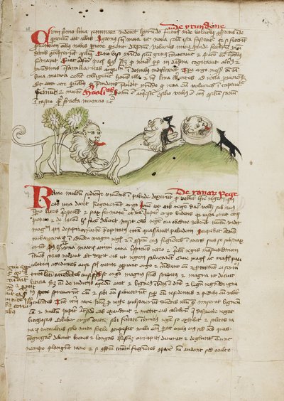 Ein Löwe und ein anderer Löwe mit einer Maus von Unknown artist