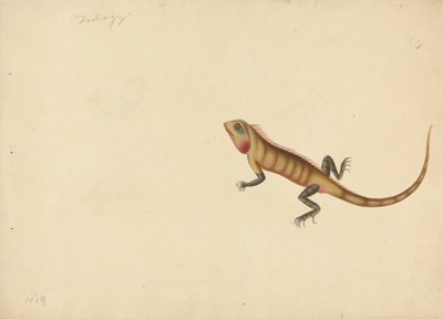 Eine Eidechse mit Skizzen eines Skorpions und einer Spinne von Unknown artist