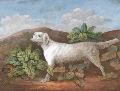 Ein Setter: Nach links gewandt, mit einer Rebhuhn, das sich links unter Kletten versteckt von Unknown artist