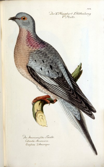 Eine wandernde Taube, jetzt ausgestorben. Zoologische Tafel nach Fritsch von Unknown artist