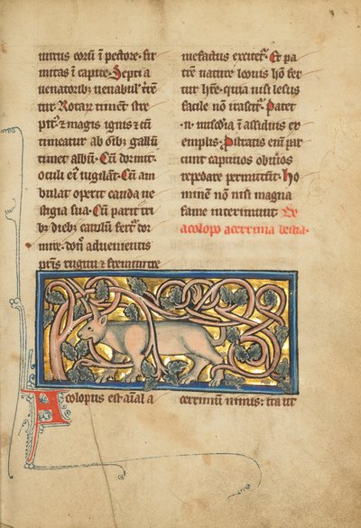 Ein Antilope mit seinen Hörnern in einem Busch verfangen von Unknown artist