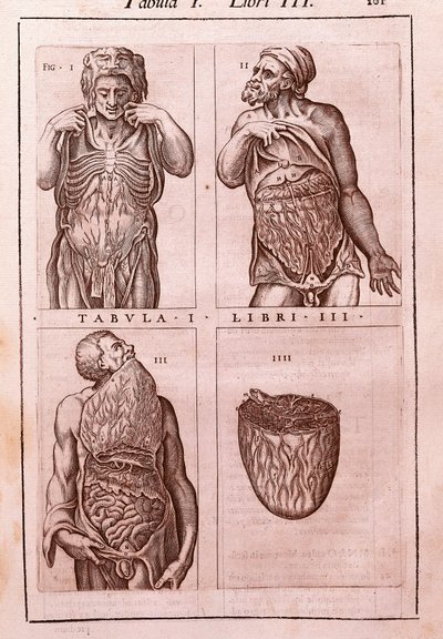 Anatomische Tafel darstellend: die Dimensionen, Muskeln des Bauches, Eingeweide und Magen. Gravur in "Anatomia Corporis Humani" von Juan Valverde De Amusco (1525-1588). Tafel I, Buch III. Barcelona. Biblioteca de Catalunya (Nationalbibliothek von Katalonie von Unknown artist