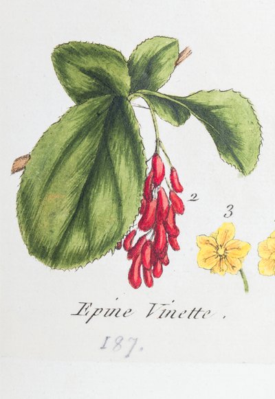 Berberitze von Unknown artist